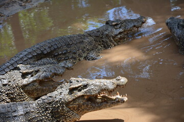 It's not easy to capture a crocodile in a photo, it tastes what it eats. - obrazy, fototapety, plakaty