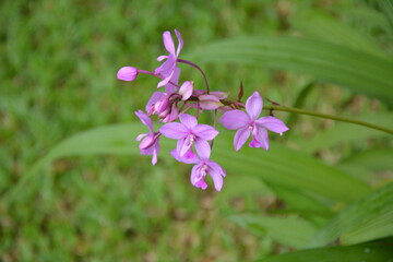 Flowers found in a botanical garden are always impressive, some are rare species, orchids are always impressive.Cuba