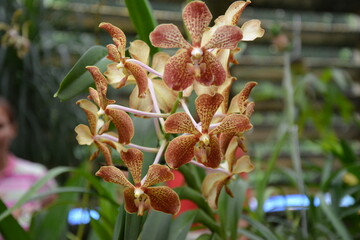 beautiful orchid, one of the varieties found in a botanical garden in Cuba