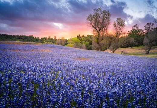 Spectacular lupine superbloom, Folsom Lake, in the Central Valley of California.