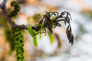 Walnut leaves after frosting. Dried frozen tree leaves in spring after cold nights. Loss of harvest due to cold weather. Walnut plant is damaged by frost in the spring.
