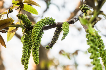 Fototapeta premium Walnut blooms. Walnuts young leaves and inflorescence on a city background. flower of walnut on the branch of tree in the spring. Honey plants Ukraine. Collect pollen from flowers and buds