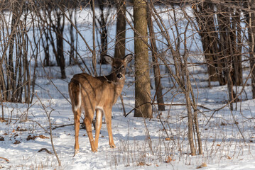 Urban White-tailed Deer In The Snow
