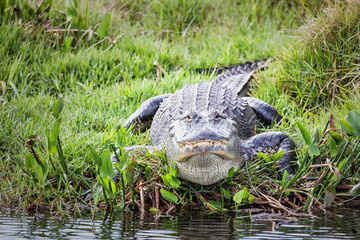 A large alligator approaches the water at Lakeside Ranch Stormwater Treatment Area in Okeechobee, Florida.