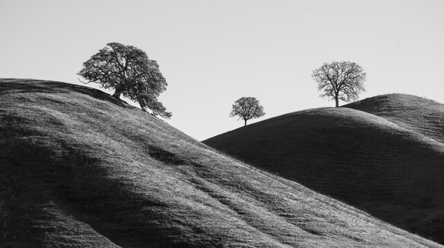 Trees on hills, California.