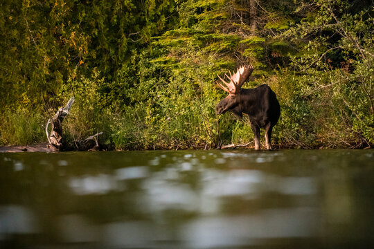 Moose at Tobin Harbor, Isle Royale.