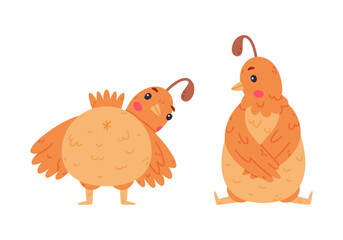 Quail Bird with Crest and Feathers Sitting and Standing Vector Set
