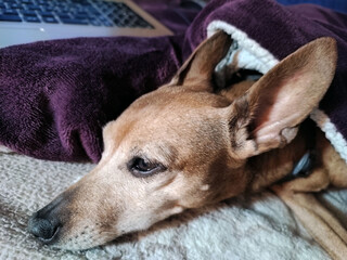 small head of zwerg pinscher rests old lady with long ears on a blanket