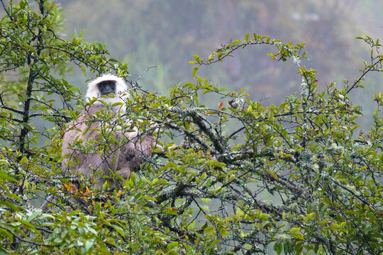Female Nepalese Gray Langur (Semnopithecus schistaceus) perched in a tree with her young. Langtang National Park. Nepal.