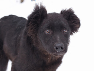 black puppy dog closeup portrait isolated on white