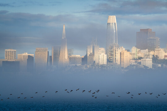 Fototapeta Pelicans, birds, fog, skyline, and evening light over San Francisco.