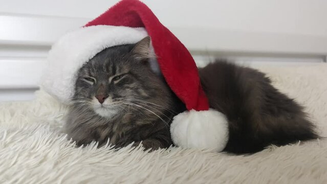 Cristmas cat in red Santa hat lay on light soft plaid at home, pet symbol of New year 2023 looking seriosly front, waiting christmas eve in costume, horizontal footage, Chinese zodiac. 