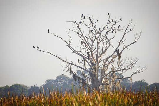 Numerous Cormorants and Grackles roost on a tree at Lakeside Stormwater Treatment Area in Okeechobee, Florida.