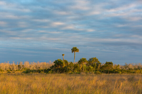 harwood hammock in Big Cypress