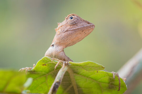 Portrait of a Juvenile Emma Gray&rsquo;s Forest Lizard (Calotes emma). Nakai-Nam Theun National Protected Area. Laos.