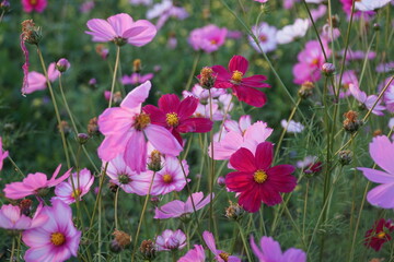 Badia a settimo  FIRENZE