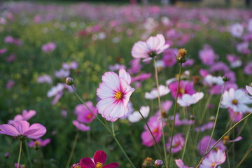 Badia a settimo  FIRENZE