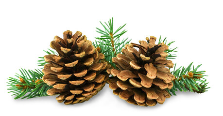 Two brown pine cones on background of green needles. Isolated Christmas decor for your design