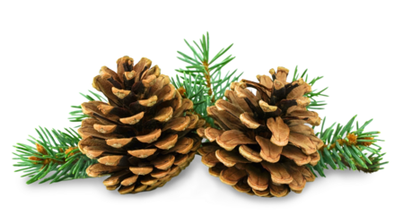 Two brown pine cones on background of green needles. Isolated Christmas decor for your design