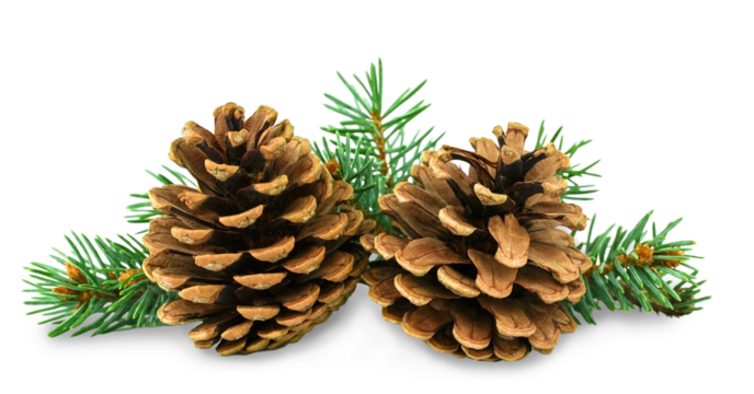 Two brown pine cones on background of green needles. Isolated Christmas decor for your design