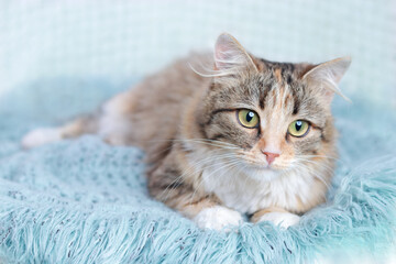 Fototapeta na wymiar Cat rests on a blue blanket. Pets. Cute Cat looking at the camera. Beautiful Kitten rests. Cat close-up. Kitten with big green eyes. Pet. Without people. Copy space. Animal background. Pet care.