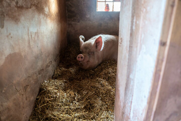 A huge 300 kg happy pig on hay and straw eats an apple. Happy life at Farm Animal Sanctuary with...