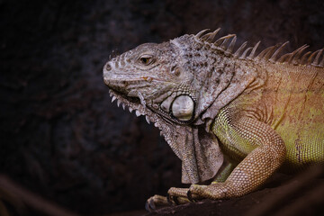 iguana on a branch