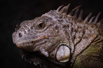 close up of iguana