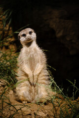 Fototapeta premium meerkat on the watch, guarding meerkat