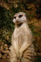 meerkat on the watch, guarding meerkat