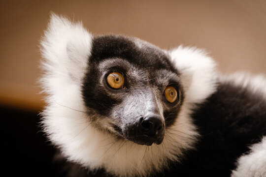 close up of a lemur © Jim Barris