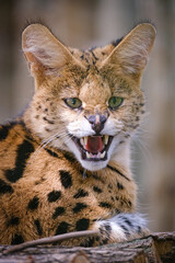 Close portrait of Serval cat