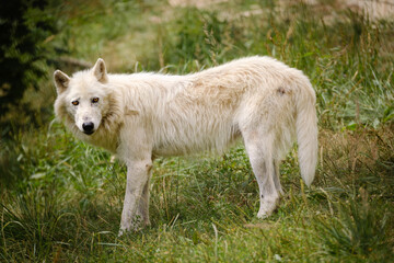 arctic wolf in the grass