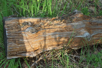 one big old brown log lies in the green grass in nature