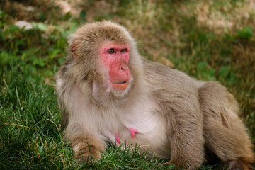 macaque sitting on the ground