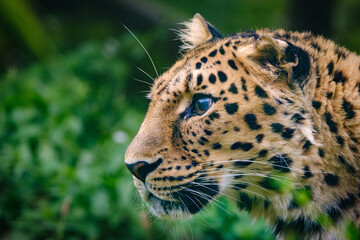 portrait of leopard in the wild - obrazy, fototapety, plakaty