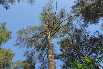 top of a one large green coniferous pine against a blue sky in nature