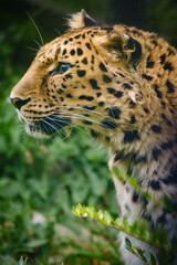 portrait of leopard in the wild