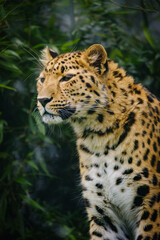 Fototapeta na wymiar portrait of leopard in the wild
