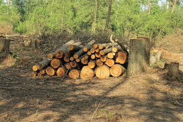 a pile of cut logs of trees from poplars and pines in nature in the forest