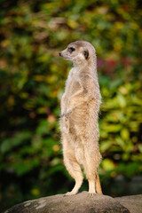 meerkat on the watch, guarding meerkat