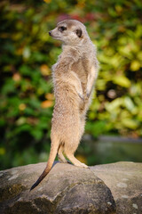 meerkat on the watch, guarding meerkat
