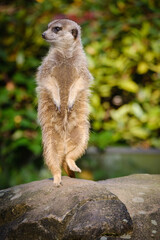 meerkat on the watch, guarding meerkat