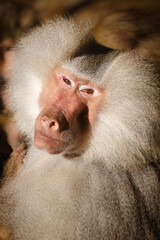 close up of a macaque monkey