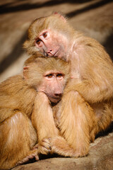 portrait of a baby macaque and his mother