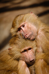 portrait of a baby macaque and his mother