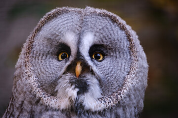 portrait of a owl strix nebulosa