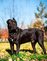 A black Cane Corso dog stands on a background of blurred yellow trees. The dog is ten months old. The photo is blurred.