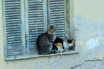 Two stray cats standing on a windowsill with wooden shutters