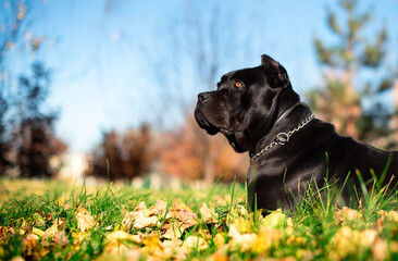 A black Cane Corso dog lies on a background of blurred yellow trees. The dog is ten months old. Blurred autumn photo.